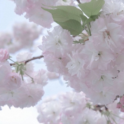 Furry兽圈经典作品解读兽圈群